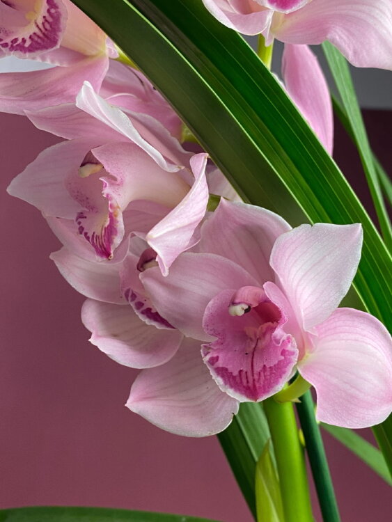 Орхидея Цимбидиум розовый 2-3 ст 