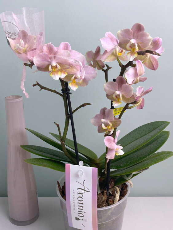 Орхидея Мультифлора Паудери (Арома) ⌀12 40 см 