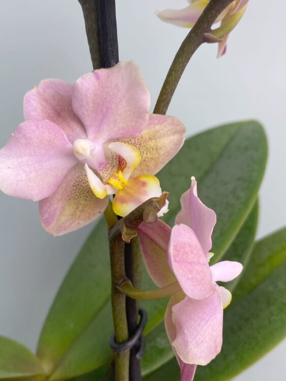 Орхидея Мультифлора Паудери (Арома) 