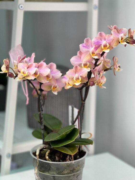 Орхидея Мультифлора Паудери (Арома) ⌀12 40 см 