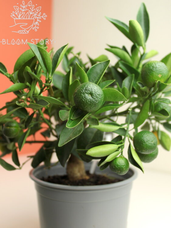 Цитрофортунелла Каламондин ⌀12 35 см 