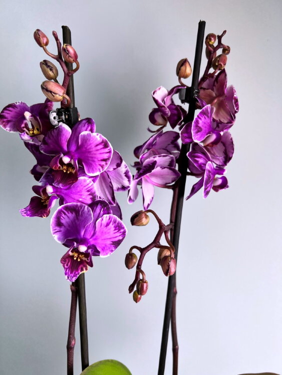 Орхидея Фаленопсис Сакрифайс мультифлора 2 ст 