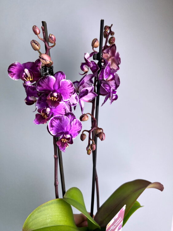 Орхидея Фаленопсис Сакрифайс мультифлора 2 ст 