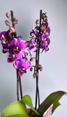 Орхидея Фаленопсис Сакрифайс мультифлора 2 ст 