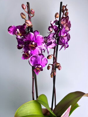 Орхидея Фаленопсис Сакрифайс мультифлора 2 ст