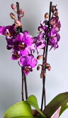 Орхидея Фаленопсис Сакрифайс мультифлора 2 ст 