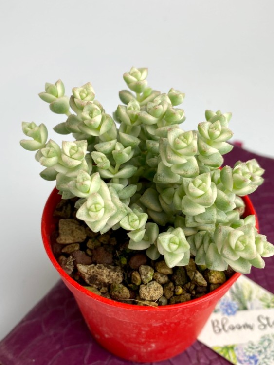 Крассула Пастель вариегатная ⌀7 