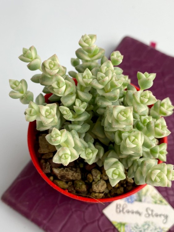 Крассула Пастель вариегатная ⌀7 