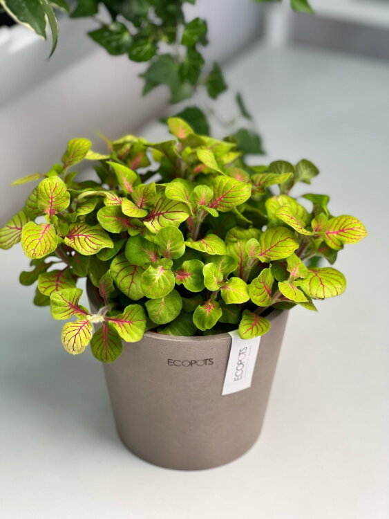 Фиттония Баббл Грин в кашпо Амстердам ⌀13 серо-коричневое 