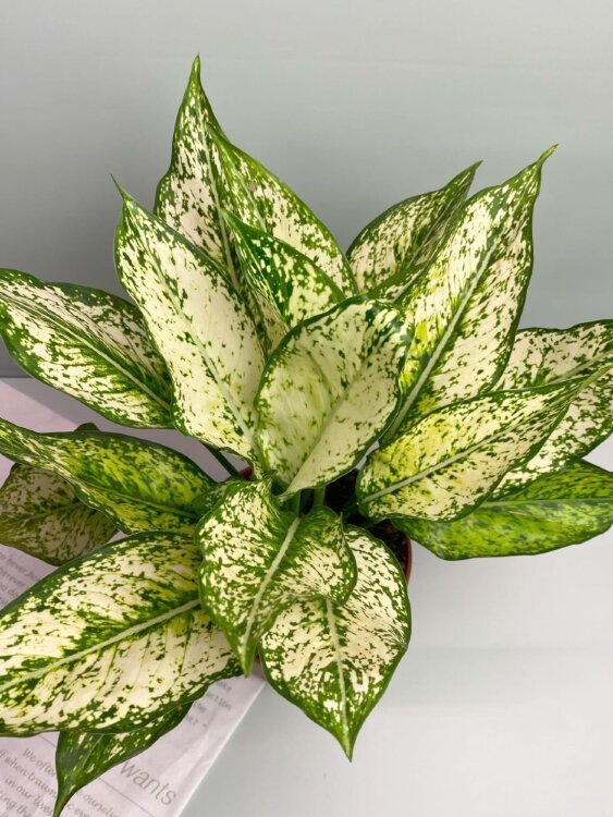 Аглаонема Фёрст Даймонд ⌀17 45 см 