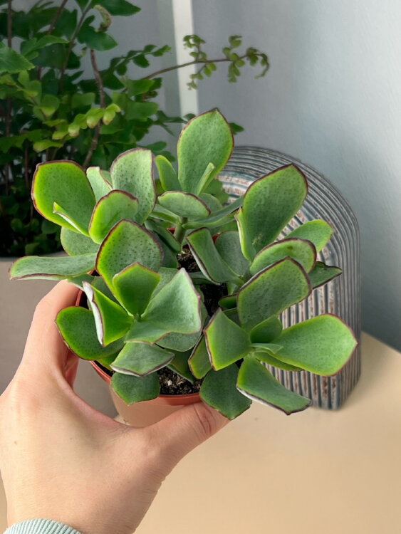 Крассула Сильвер Доллар ⌀8 