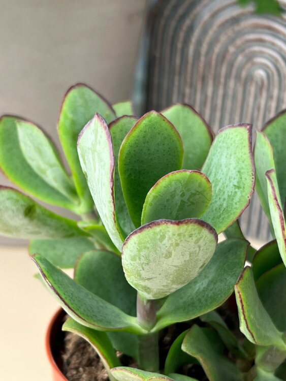 Крассула Сильвер Доллар ⌀8 