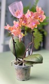 Орхидея Фаленопсис мини Сцентион (Арома) ⌀6 20 см 
