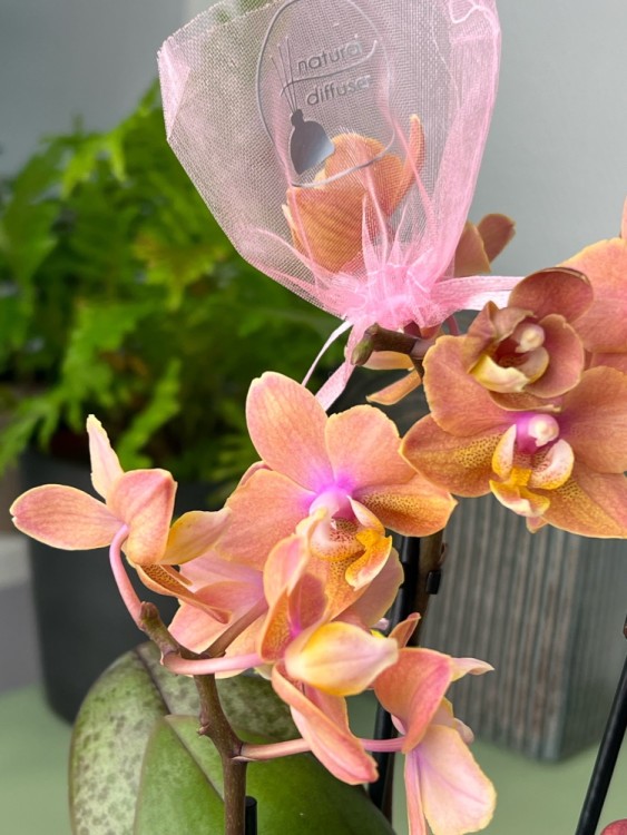 Орхидея Фаленопсис мини Сцентион (Арома) ⌀6 20 см 