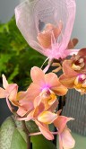 Орхидея Фаленопсис мини Сцентион (Арома) ⌀6 20 см 