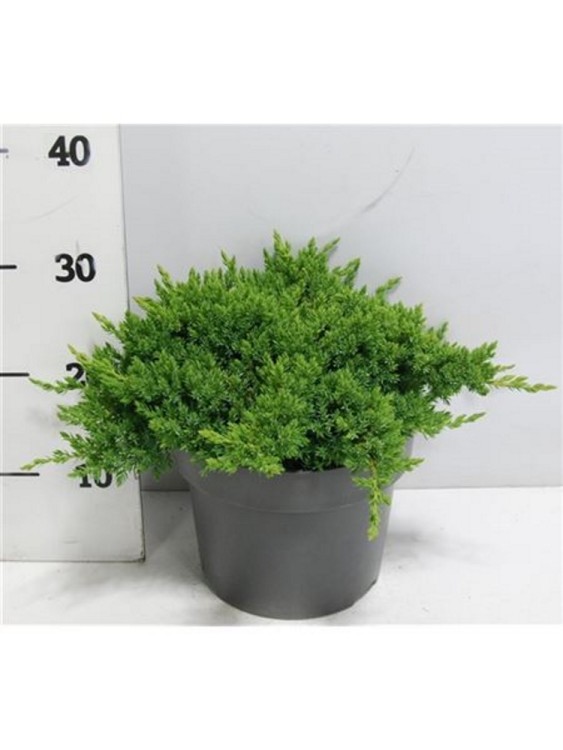 Можжевельник Прокумбенс Нана 