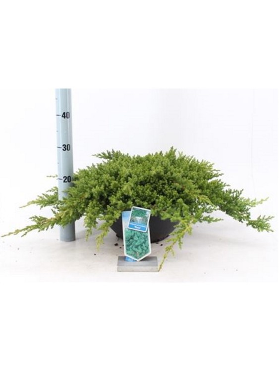 Можжевельник Прокумбенс Нана 