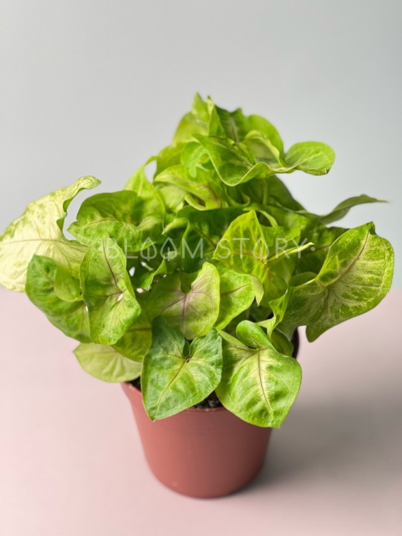 Сингониум Голд ⌀12 30 см 