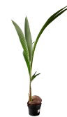 Кокосовая пальма ⌀19 130 см 