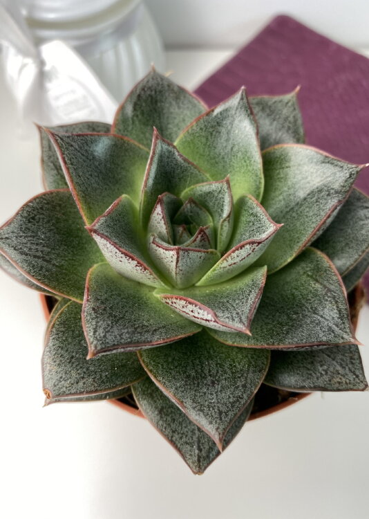 Эхеверия Пурпузорум ⌀8 