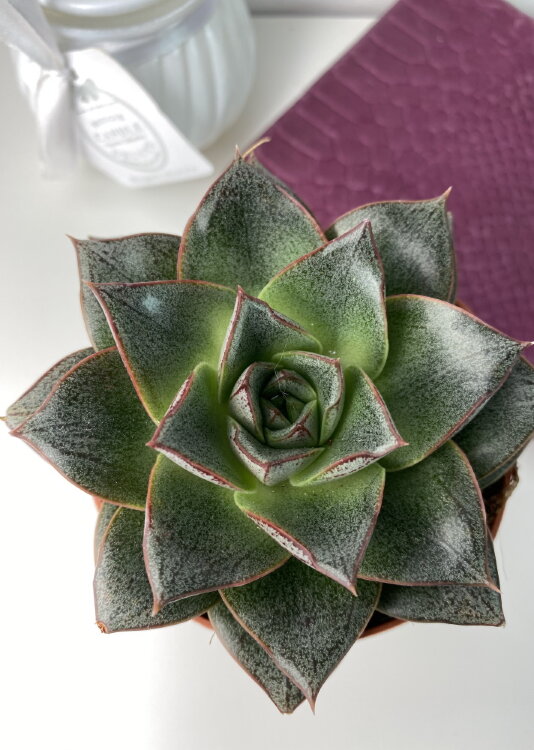 Эхеверия Пурпузорум ⌀8 