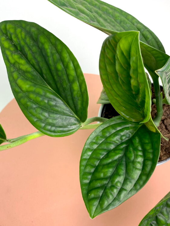 Филодендрон Марбл Планет ⌀12 30 см  Филодендрон Марбл Планет ⌀12 30 см