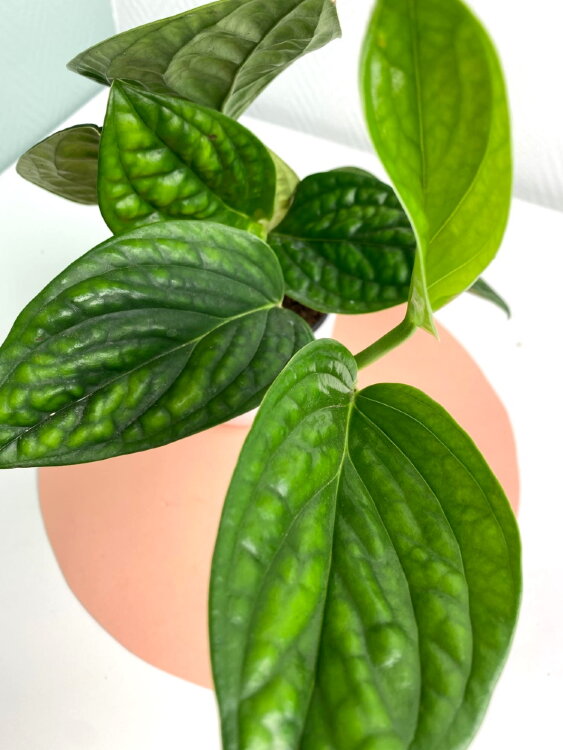 Филодендрон Марбл Планет ⌀12 30 см  Филодендрон Марбл Планет ⌀12 30 см