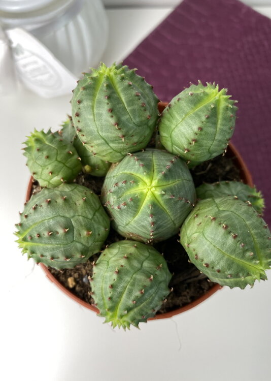 Эуфорбия Обеса Монструоза ⌀7 