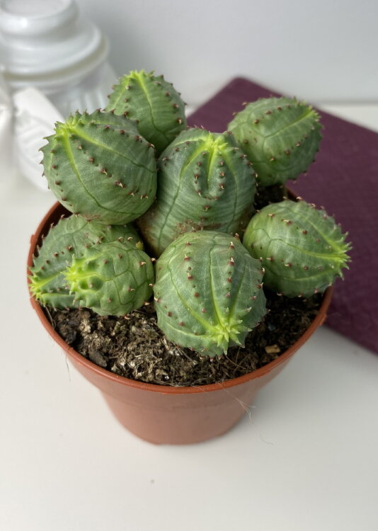 Эуфорбия Обеса Монструоза ⌀7 