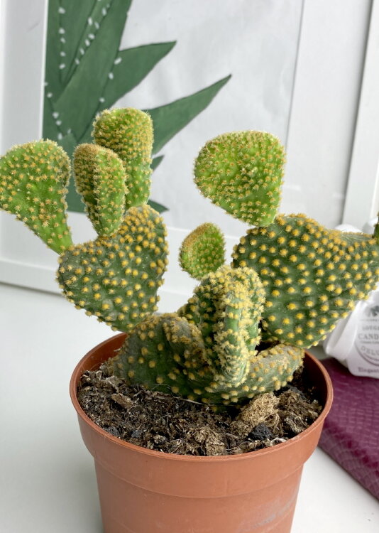 Опунция Паллида Кристата ⌀8 