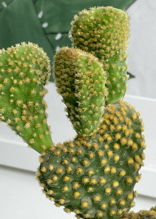 Опунция Паллида Кристата ⌀8 