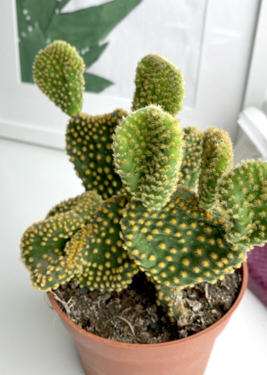 Опунция Паллида Кристата ⌀8 