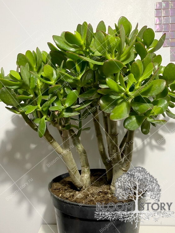 Крассула Овата ⌀23 50 см 