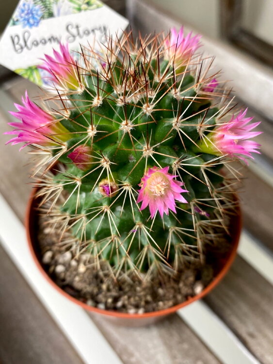 Маммиллярия цветущая ⌀8 