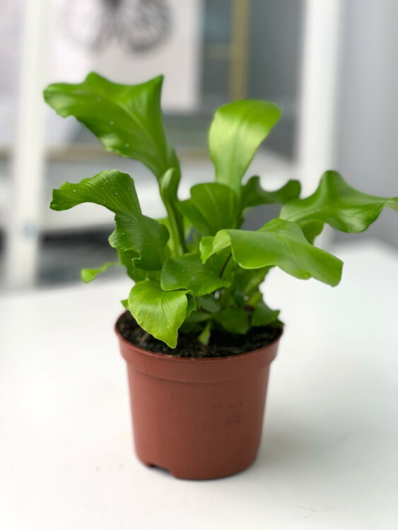 Асплениум Нидус ⌀8 20 см 