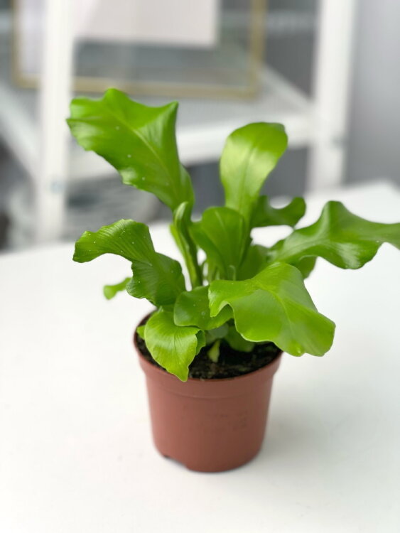 Асплениум Нидус ⌀8 20 см 