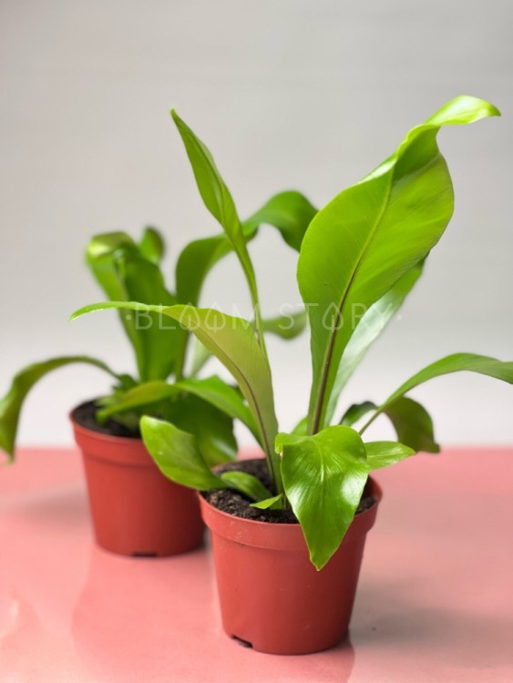 Асплениум Нидус ⌀8 20 см 