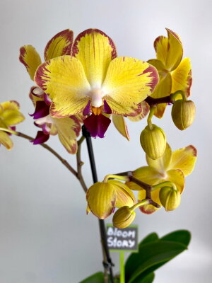 Орхидея Фаленопсис Попугай 1 ст
