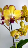 Орхидея Фаленопсис Попугай 1 ст 