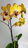 Орхидея Фаленопсис Попугай 1 ст 
