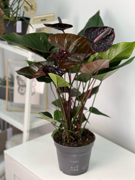 Антуриум Чёрный Блэк Лав ⌀17 60 см 