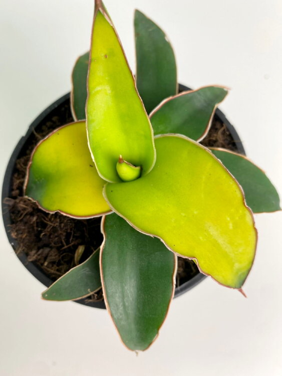 Сансевиерия Стар Канари ⌀10 