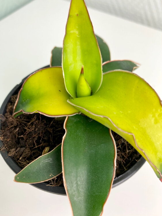 Сансевиерия Стар Канари ⌀10 