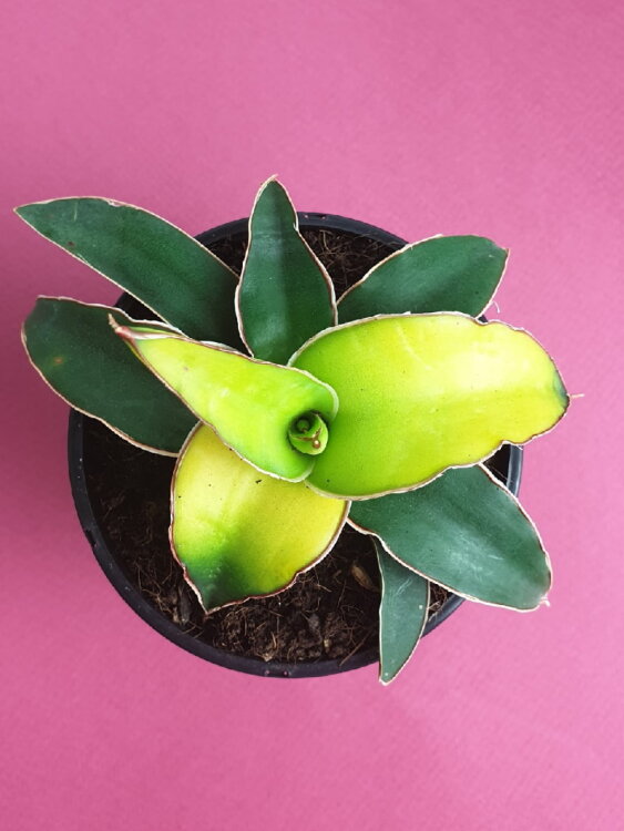 Сансевиерия Стар Канари ⌀10 