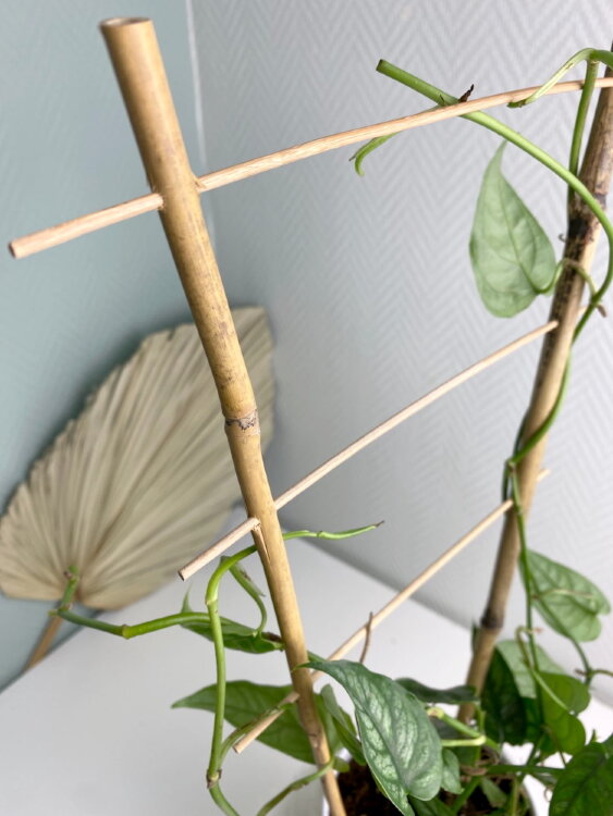 Опора бамбуковая решётка малая 50 см 