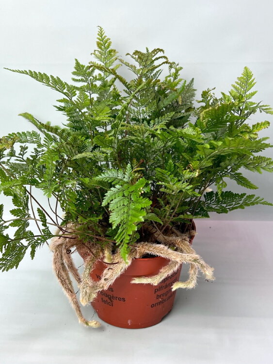 Даваллия фиджийская ⌀12 20 см 