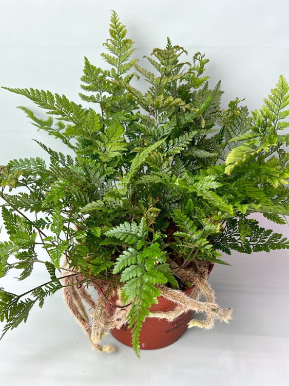 Даваллия фиджийская ⌀12 20 см 