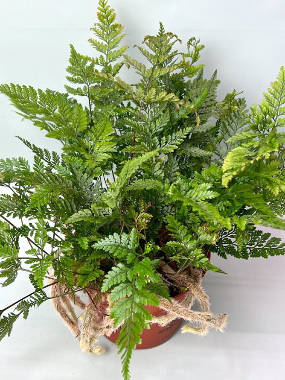 Даваллия фиджийская ⌀12 20 см 