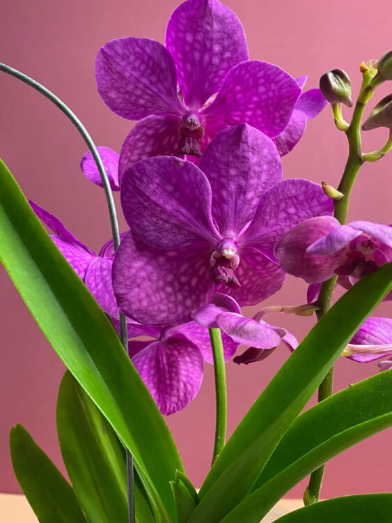 Орхидея Ванда подвесная ярко-розовая 