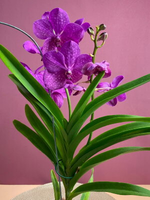 Орхидея Ванда подвесная ярко-розовая